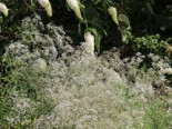 Rispiges Schleierkraut ‚Schneeflocke‘, Gypsophila paniculata ‚Schneeflocke‘, Topfware