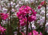 Rosen Schlüsselblume, Primula rosea, Topfware