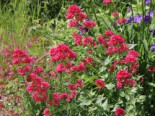 Rotblühende Spornblume ‚Rosenrot‘, Centranthus ruber ‚Rosenrot‘, Topfware