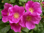 Rote Apfelrose, 15-20 cm, Rosa rugosa var. rubra, Topfware