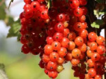 Rote Johannisbeere ‚Heinemanns Rote Spätlese‘, Stamm 40-50 cm, 80-100 cm, Ribes rubrum ‚Heinemanns Rote Spätlese‘, Stämmchen
