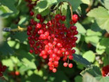 Rote Johannisbeere ‚Traubenwunder‘ ®, 30-40 cm, Ribes rubrum ‚Traubenwunder‘ ®, Containerware