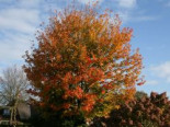 Roter Kolchischer Ahorn / Kolchischer Blutahorn, Acer cappadocicum ‚Rubrum‘, Topfware