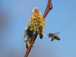 Salweide ‚Gold-Bienenkätzchen‘, Stamm 50-60 cm, 60-80 cm, Salix caprea ‚Gold-Bienenkätzchen‘, Stämmchen