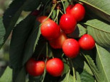 Sauerkirsche 'Heimanns Rubinweichsel', Stamm 40-60 cm, 120-160 cm, Prunus 'Heimanns Rubinweichsel', Containerware