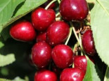 Sauerkirsche ‚Morina‘, Stamm 40-60 cm, 120-160 cm, Prunus cerasus ‚Morina‘, Containerware