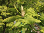 Schirm-Magnolie, 80-100 cm, Magnolia tripetala, Containerware