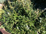 Schmalblättriger Kirschlorbeer ‚Zabeliana‘, 30-40 cm, Prunus laurocerasus ‚Zabeliana‘, Containerware