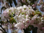 Schneekirsche / Winterkirsche / Japanische Blütenkirsche ‚Autumnalis‘, 80-100 cm, Prunus subhirtella ‚Autumnalis‘, Containerware