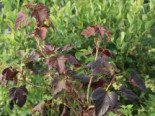 Schwarze Johannisbeere ‚Black’n’Red‘ ®, 30-40 cm, Ribes nigrum ‚Black’n’Red‘ ®, Containerware