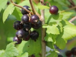 Schwarze Johannisbeere 'Hedda', Stamm 90 cm, 120 cm, Ribes nigrum 'Hedda', Stämmchen