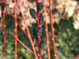 Schwarzkätzchenweide ‚Melanostachys‘, Stamm 40-60 cm, Salix gracilistyla ‚Melanostachys‘, Stämmchen