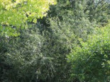Silber-Weide / Kopfweide, Stamm 100 cm, 125-150 cm, Salix alba, Stämmchen