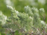 Silber-Wermut ‚Mori‘, Artemisia stelleriana ‚Mori‘, Topfware