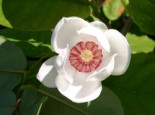 Sommer-Magnolie, 40-60 cm, Magnolia sieboldii, Containerware