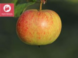 Sommerapfel ‚James Grieve‘ Fruchtbengel ®, Stamm 40-60 cm, 100-120 cm, Malus ‚James Grieve‘ Fruchtbengel ®, Stämmchen
