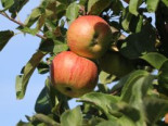 Sommerapfel ‚Zimtapfel‘, Stamm 40-60 cm, 120-160 cm, Malus ‚Zimtapfel‘, Wurzelware