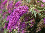 Sommerflieder / Schmetterlingsstrauch ‚Nanho Purple‘, 40-60 cm, Buddleja davidii ‚Nanho Purple‘, Containerware