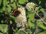 Sommerflieder / Schmetterlingsstrauch ‚Reve de Papillon‘ ® White, 40-60 cm, Buddleja davidii ‚Reve de Papillon‘ ® White, Containerware
