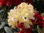 Sommergrüne Azalee ‚Daviesii‘, 40-50 cm, Rhododendron luteum ‚Daviesii‘, Containerware