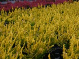 Sommerheide / Besenheide ‚Gold Haze‘, 10-15 cm, Calluna vulgaris ‚Gold Haze‘, Topfware
