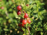Stachelarme Stachelbeere ‚Larell‘, 30-40 cm, Ribes uva-crispa ‚Larell‘, Containerware