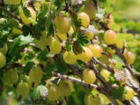 Stachelbeere 'Hinnonmäki gelb', Stamm 50 cm, 80-90 cm, Ribes uva-crispa 'Hinnonmäki gelb', Stämmchen