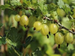 Stachelbeere ‚Invicta‘    hellgrün, Stamm 50 cm, 80-90 cm, Ribes uva-crispa ‚Invicta‘, Stämmchen