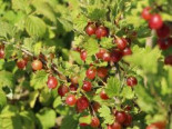 Stachelbeere ‚Redeva‘   rot, 30-40 cm, Ribes uva-crispa ‚Redeva‘ rot, Containerware