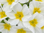 Stängellose Schlüsselblume ‚Oak Leaf White‘, Primula vulgaris ‚Oak Leaf White‘, Topfware