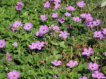 Storchschnabel 'Bloom Time', Geranium wallichianum 'Bloom Time', Topfware
