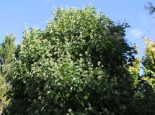Strauch-Efeu ‚Arborescens‘, 30-40 cm, Hedera helix ‚Arborescens‘, Containerware