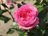 Strauchrose ‚La Rose de Molinard‘ ®, Rosa ‚La Rose de Molinard‘ ® ADR-Rose, Containerware