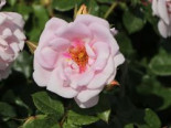 Strauchrose Orienta ® ‚Magnolia‘, Rosa Orienta ® ‚Magnolia‘, Containerware