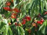 Süßkirsche ‚Büttners Rote Knorpelkirsche‘, Stamm 40-60 cm, 120-160 cm, Prunus ‚Büttners Rote Knorpelkirsche‘, Containerware