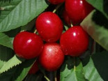Süßkirsche ‚Burlat‘, Stamm 40-60 cm, 120-160 cm, Prunus ‚Burlat‘, Containerware