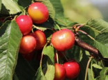Süßkirsche ‚Habunt‘ ®, Stamm 40-60 cm, 120-160 cm, Prunus ‚Habunt‘ ®, Containerware