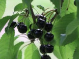 Süßkirsche ‚Schuback’s Frühe Schwarze‘, Stamm 40-60 cm, 120-160 cm, Prunus ‚Schuback’s Frühe Schwarze‘, Wurzelware