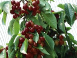 Süßkirsche 'Starking Hardy Giant', Stamm 40-60 cm, 120-160 cm, Prunus avium 'Starking Hardy Giant', Containerware