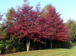 Sumpf-Eiche / Boulevard-Eiche / Spree-Eiche, 30-40 cm, Quercus palustris, Topfware