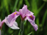 Sumpf-Schwertlilie ‚Rose Queen‘, Iris laevigata ‚Rose Queen‘, Topfware