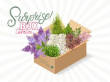 Surprise-Box Gehölze: Dein Gehölze-Überraschungspaket, 10 schönste Pflanzen von uns ausgewählt in einem Paket, Containerware