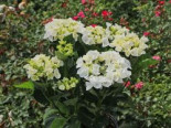 Tellerhortensie ‚White Spirit‘, 30-40 cm, Hydrangea macrophylla ‚White Spirit‘, Containerware