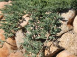 Teppichwacholder ‚Wiltonii‘, 25-30 cm, Juniperus horizontalis ‚Wiltonii‘, Containerware