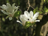 Tulpenmagnolie ‚Alba Superba‘, 100-125 cm, Magnolia soulangiana ‚Alba Superba‘, Containerware