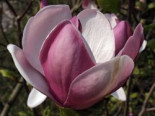 Tulpenmagnolie ‚Lennei‘, 40-60 cm, Magnolia soulangiana ‚Lennei‘, Containerware