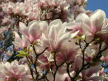 Tulpenmagnolie, Stamm 60-70 cm, 80-100 cm, Magnolia x soulangiana, Stämmchen