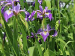Verschiedenfarbige Sumpf-Schwertlilie, Iris versicolor, Topfware