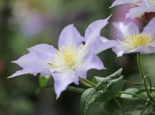Waldrebe ‚Ice Crystal‘ (S), 60-100 cm, Clematis ‚Ice Crystal‘ (S), Containerware