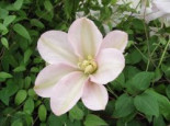 Waldrebe ‚Jeanne’s Pink‘, 60-100 cm, Clematis ‚Jeane’s Pink‘, Containerware